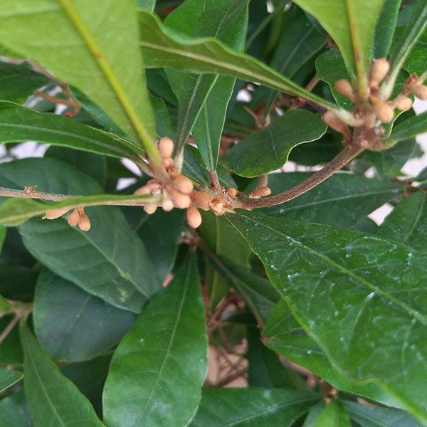 ミラクルベリー(ミラクルフルーツ）7号 鉢植え