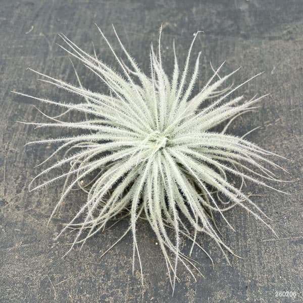 チランジア：テクトラム（テクトルム）XLサイズ（直径約13～16cm）