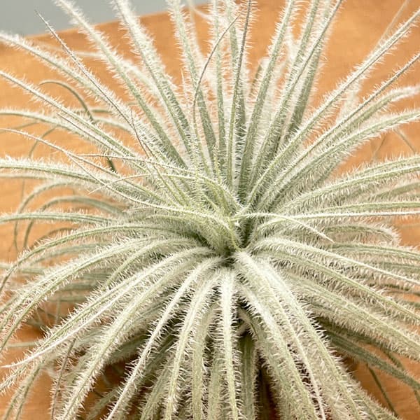 チランジア：テクトラム（テクトルム）XLサイズ（直径約13～16cm）