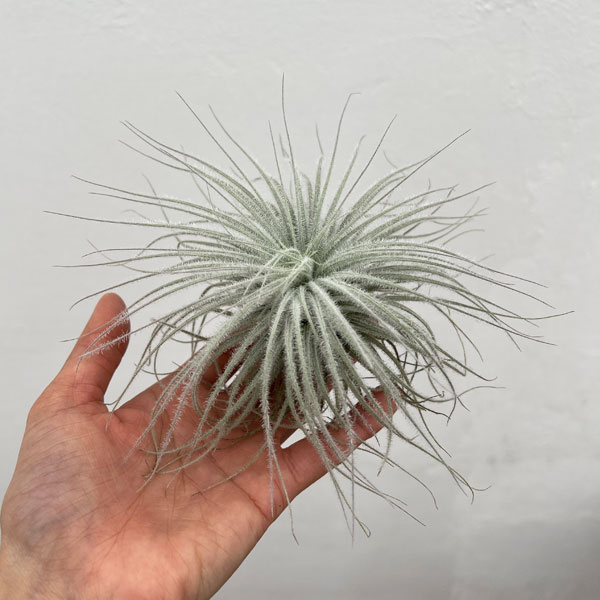 チランジア：テクトラム（テクトルム）XLサイズ（直径約13～16cm）