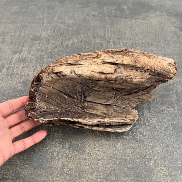 熊野の天然流木・中サイズ20～30cm