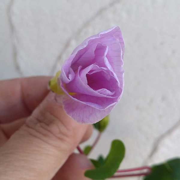 オキザリス:バリアビリス ラベンダー3.5号ポット