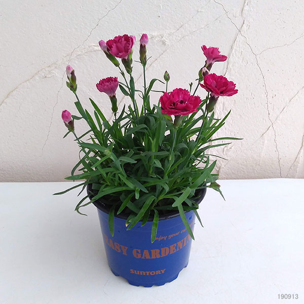 ワイン色木蓮 鉢ごと発送 【公式通販】