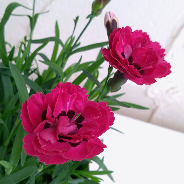 ワイン色木蓮 鉢ごと発送 ワイン色木蓮 鉢ごと発送