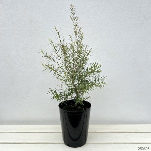 メラレウカ:スノーインサマー6号鉢植え