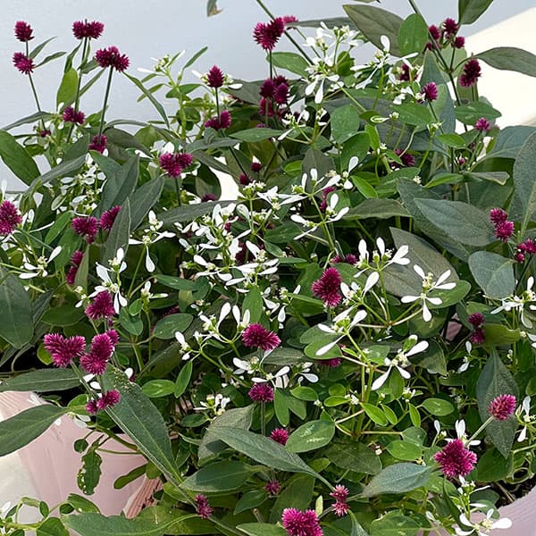 アルテルナンセラ千紅花火とユーフォルビアの寄せ植え3.5号ポット