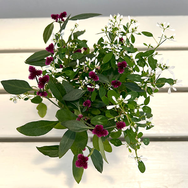 アルテルナンセラ千紅花火とユーフォルビアの寄せ植え3.5号ポット