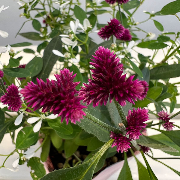 アルテルナンセラ千紅花火とユーフォルビアの寄せ植え3.5号ポット