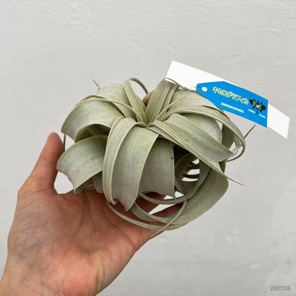 チランジア：キセログラフィカ直径10cm前後