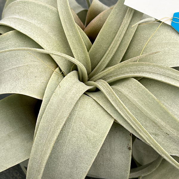 チランジア：キセログラフィカ直径10cm前後