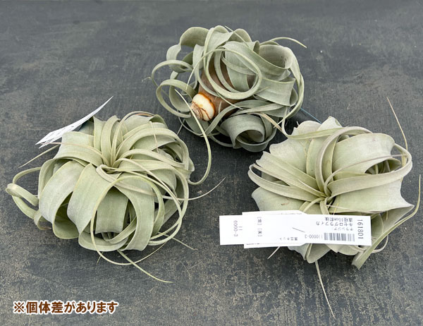 チランジア：キセログラフィカ直径10cm前後