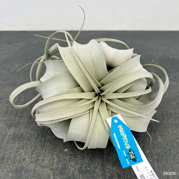 チランジア：キセログラフィカ直径20cm前後