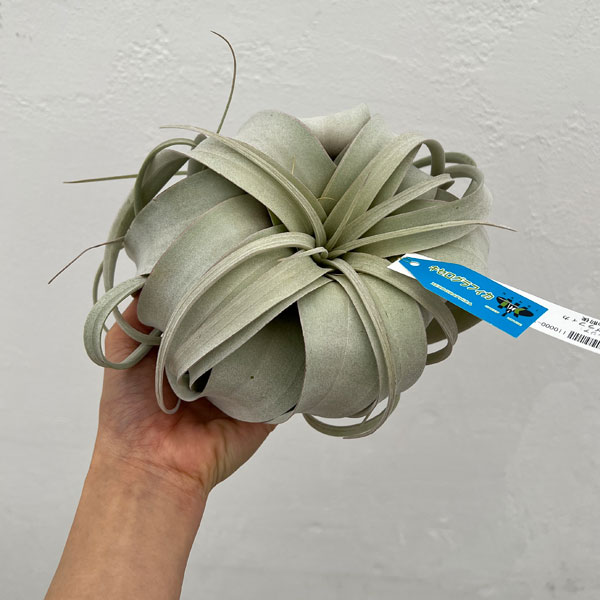 チランジア：キセログラフィカ直径20cm前後