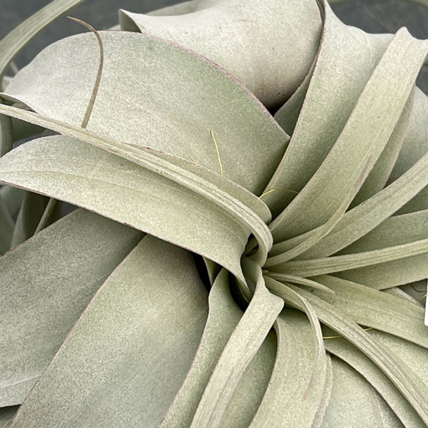 チランジア：キセログラフィカ直径20cm前後