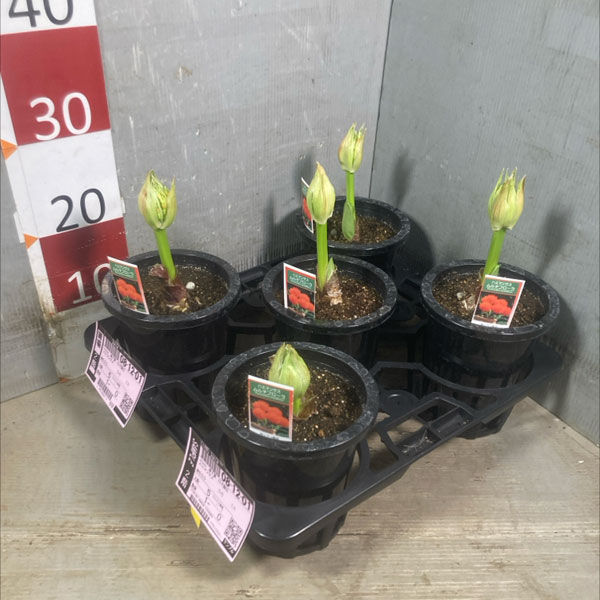 ハエマンサス:マルチフローラ(ムルチフローラ・赤花)5号鉢植え