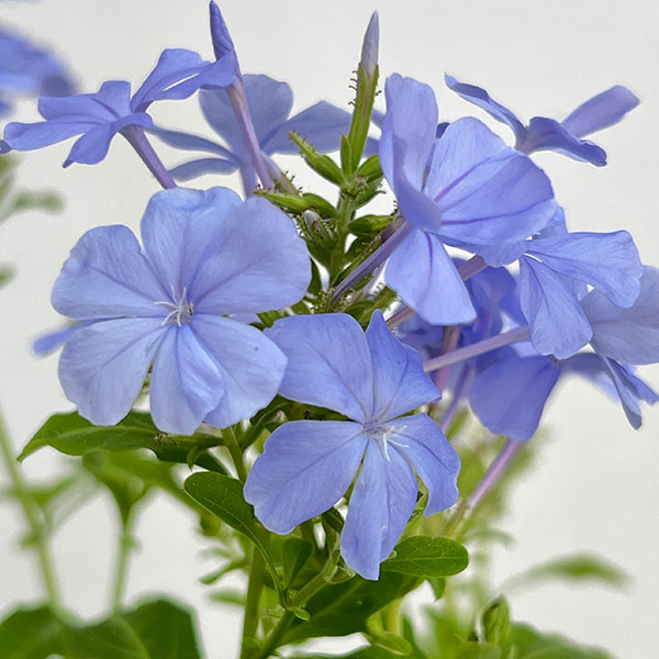 プルンバーゴ（ルリマツリ）：ブルー ボサ仕立て　5号鉢植え