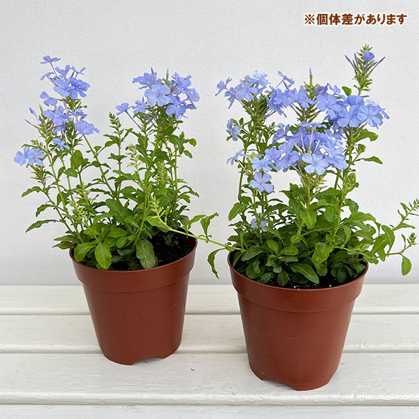 プルンバーゴ（ルリマツリ）：ブルー ボサ仕立て　5号鉢植え