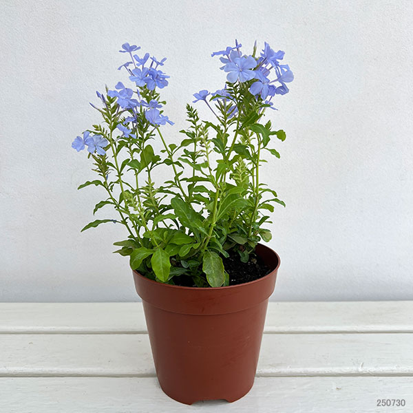 プルンバーゴ（ルリマツリ）：ブルー ボサ仕立て　5号鉢植え