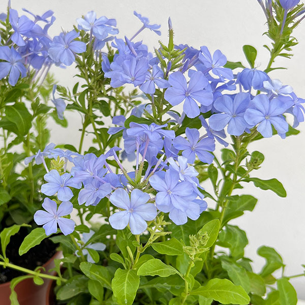 プルンバーゴ（ルリマツリ）：ブルー ボサ仕立て　5号鉢植え
