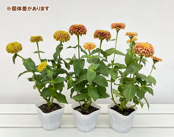 ジニア(百日草):クイーンライムオレンジ3.5号ポット 2株セット