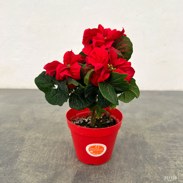 ポインセチア：ウィンターローズ レッド3号ポット