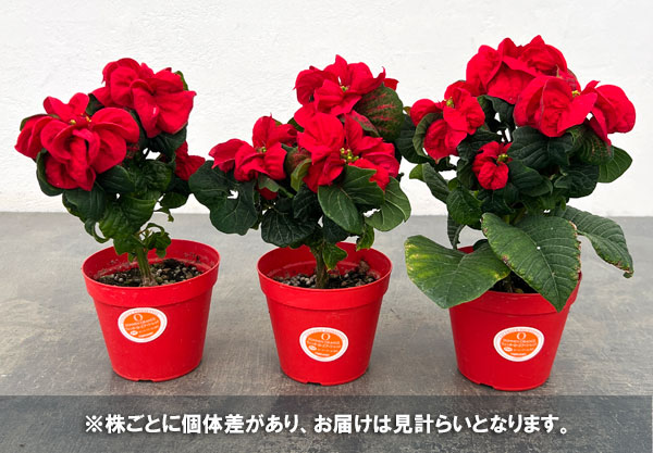 ポインセチア：ウィンターローズ レッド3号ポット