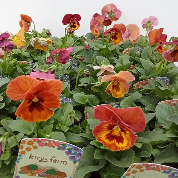 【美品】オールドノリタケ パンジー紋 ティーセット ビオラ 三つ脚 猫足 美品】オールドノリタケ パンジー紋 ティーセット ビオラ 三つ脚 猫足