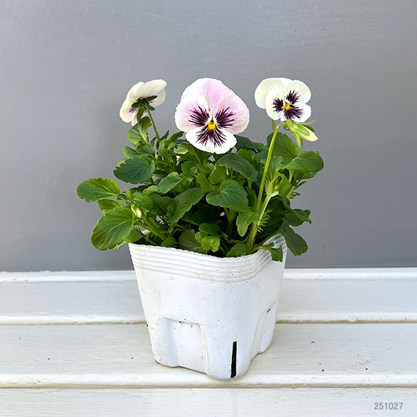 ビオラ：きまぐれロージー3-3.5号ポット