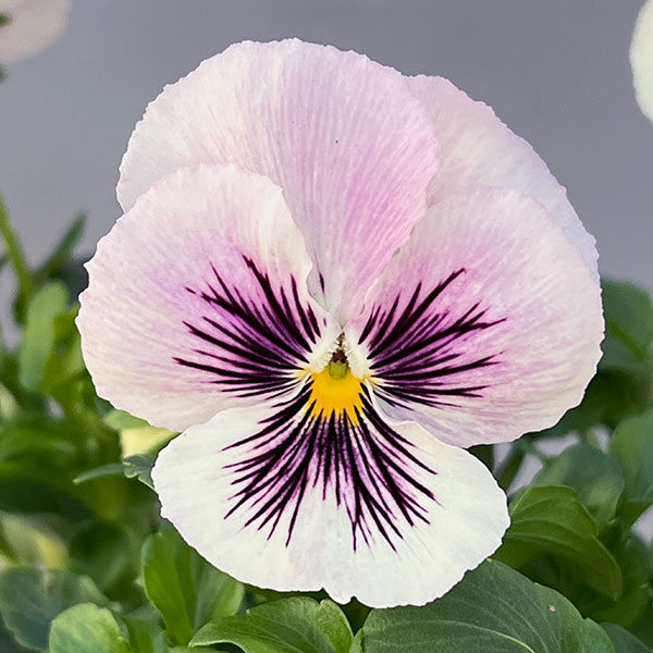 ビオラ：きまぐれロージー3-3.5号ポット