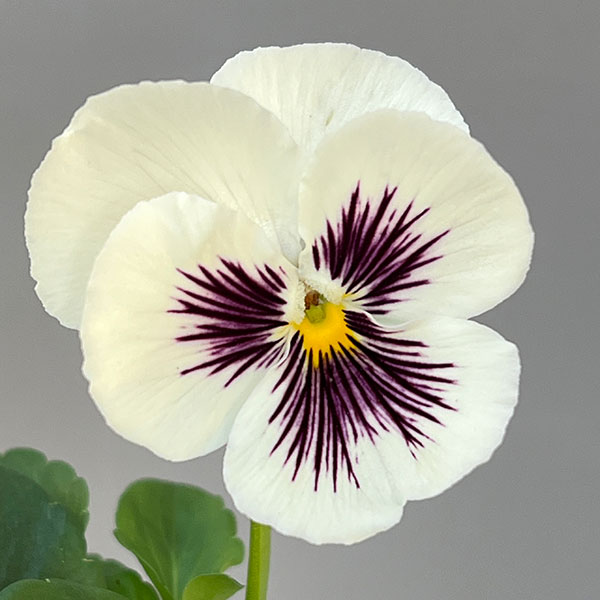 ビオラ：きまぐれロージー3-3.5号ポット