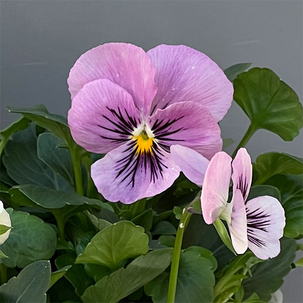 ビオラ：きまぐれロージー3-3.5号ポット