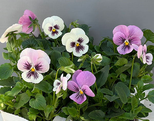 ビオラ：きまぐれロージー3-3.5号ポット