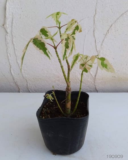 ネグンドカエデ:フラミンゴ3-3.5号ポット