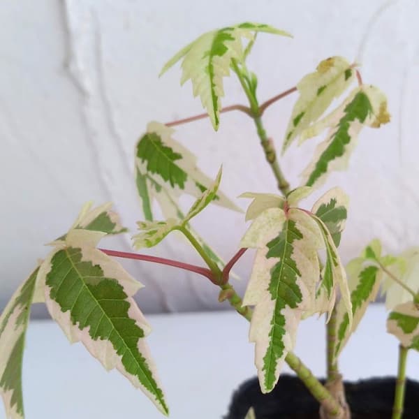 ネグンドカエデ:フラミンゴ3-3.5号ポット