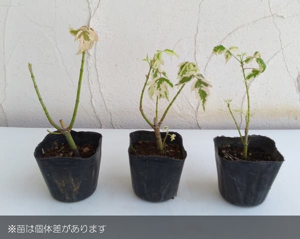 ネグンドカエデ:フラミンゴ3-3.5号ポット