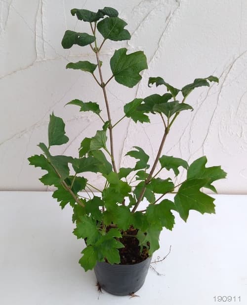 ビバーナム（アメリカカンボク）：ベイリーコンパクト3.5号ポット