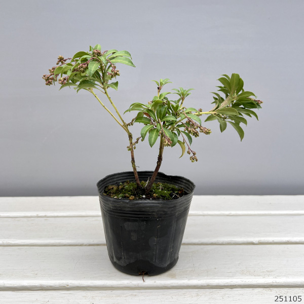 園芸ネット本店｜アセビ（馬酔木）：パッション3.5号ポット の通販【公式】