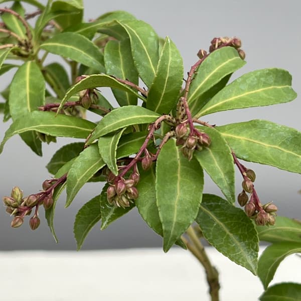 アセビ（馬酔木）：パッション3.5号ポット