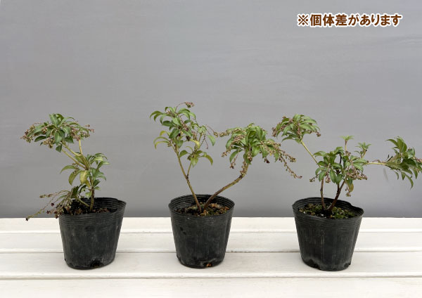 アセビ（馬酔木）：パッション3.5号ポット