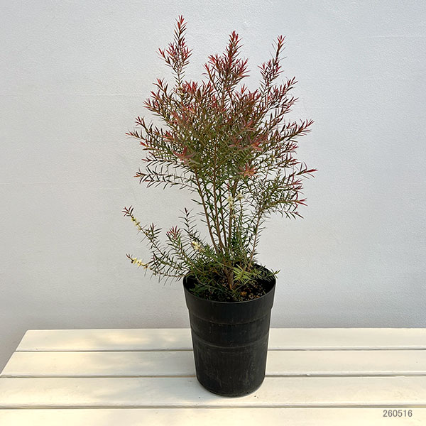 メラレウカ:レッドジェム6号鉢植え