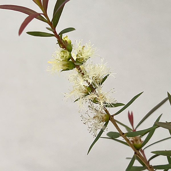 メラレウカ:レッドジェム6号鉢植え
