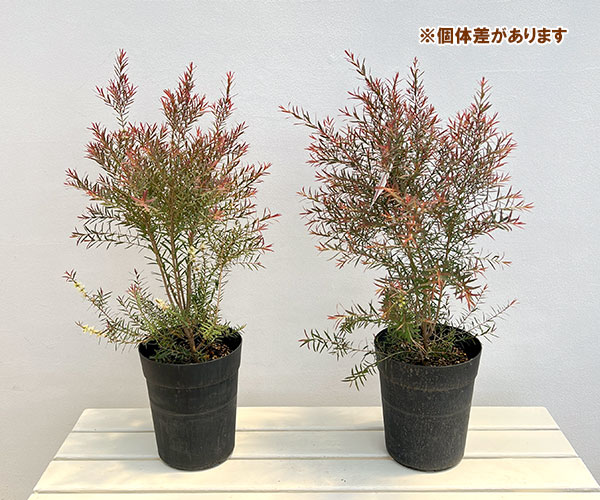 メラレウカ:レッドジェム6号鉢植え