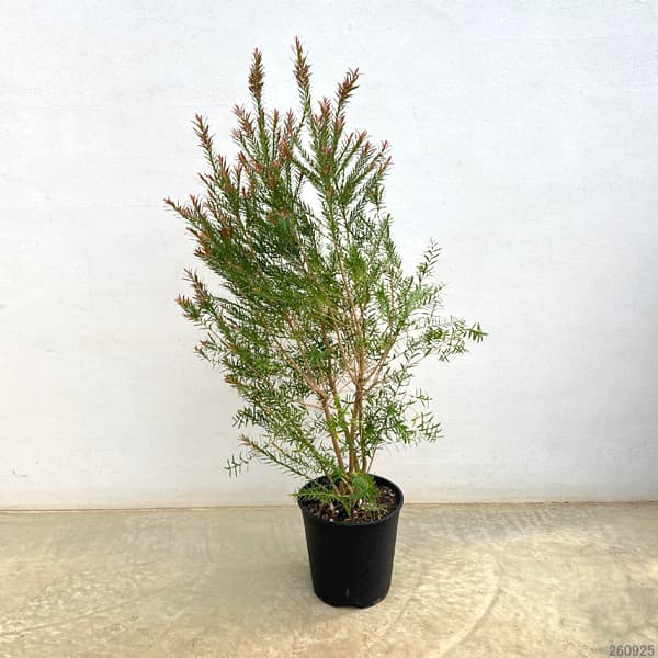 メラレウカ：レッドジェム6-7号鉢植え