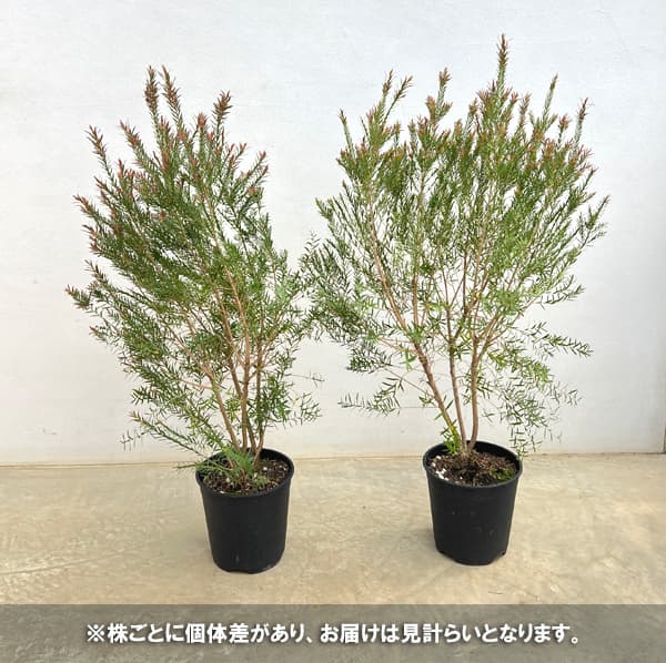 メラレウカ：レッドジェム6-7号鉢植え