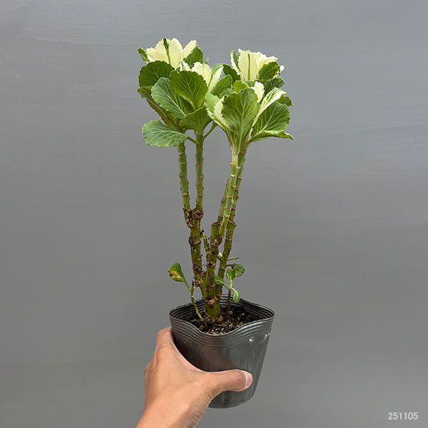 ハボタン:フレアホワイト・踊り仕立て3.5号ポット