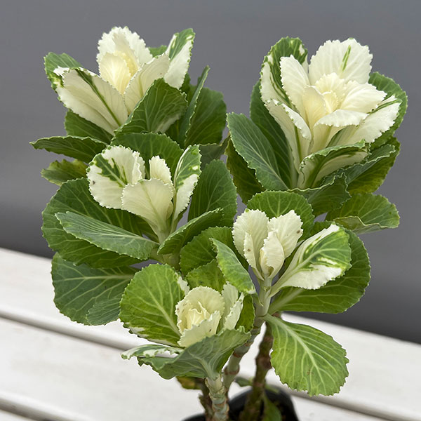 ハボタン:フレアホワイト・踊り仕立て3.5号ポット