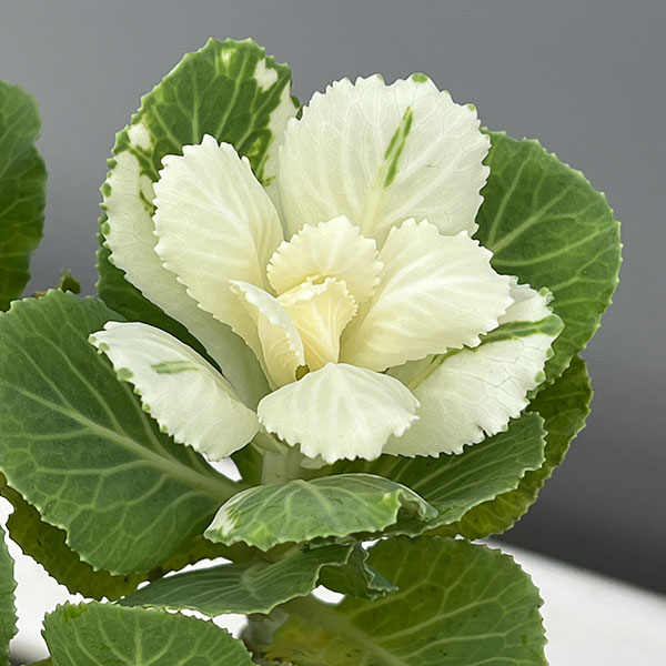 ハボタン:フレアホワイト・踊り仕立て3.5号ポット