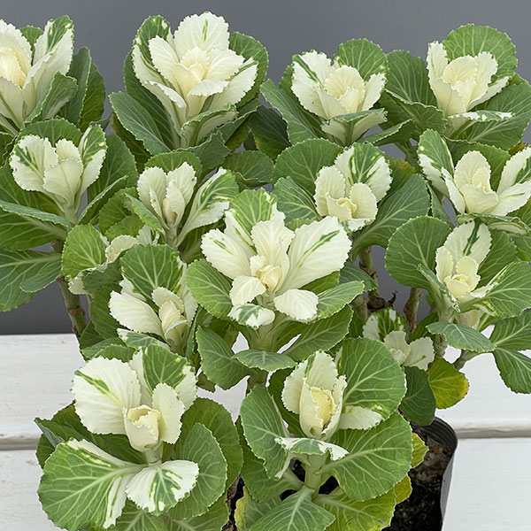 ハボタン:フレアホワイト・踊り仕立て3.5号ポット