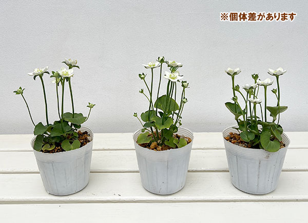 ウメバチソウ(梅鉢草)3.5号ポット