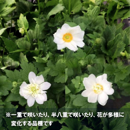 シュウメイギク(秋明菊):雪うさぎ3.5号ポット